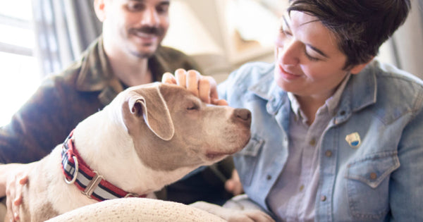 Keep your pets healthy and make them live long by using medicated feeding bowls.