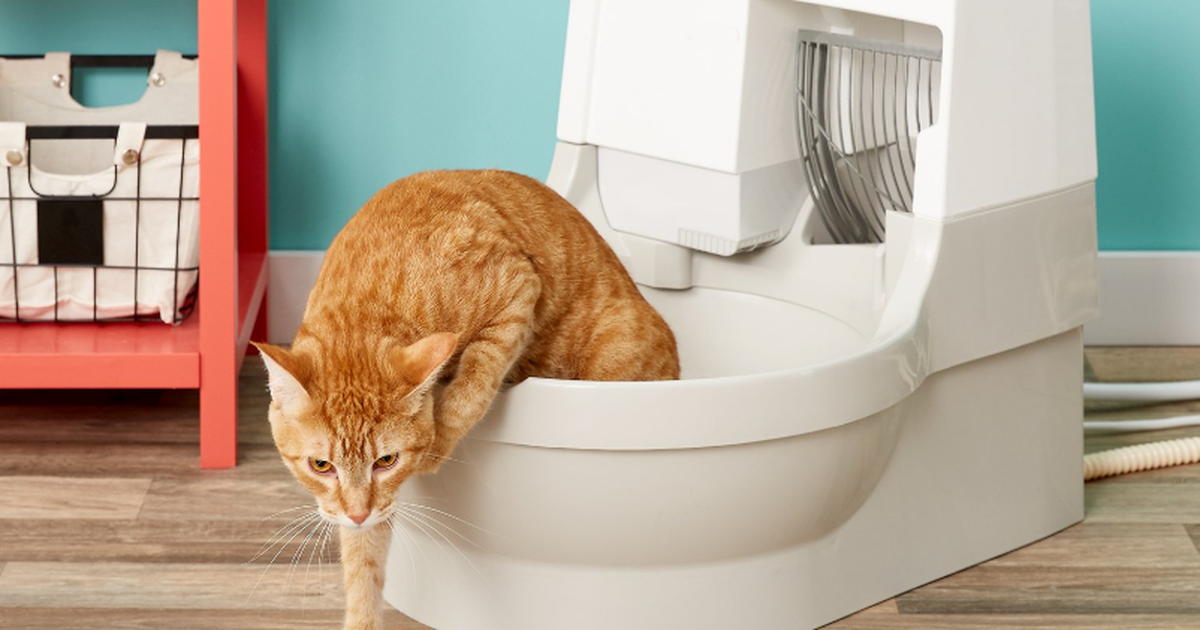 Buying litter for pets means buying safety for them