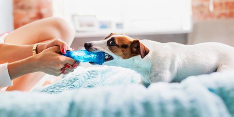 Toys come in a range of unique designs like avocados, llamas and even tequila.